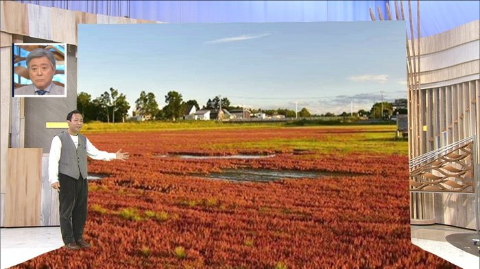 湖に赤いじゅうたん?「アッケシソウ」が見頃…秋めいてくるもゲリラ豪雨には注意を