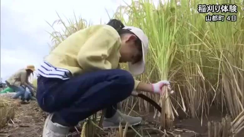 出産を控える妊婦の食事として提供　山都町で稲刈りの体験イベント【熊本】｜FNNプライムオンライン