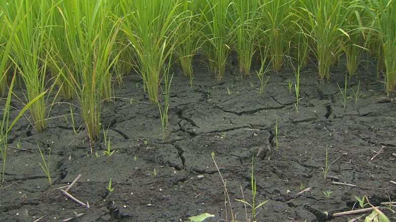 「これからが心配」猛暑続きコシヒカリの産地に異変…“水不足”で田んぼにひび割れ・葉も変色　行政もサポート開始　新潟・南魚沼市｜FNNプライムオンライン