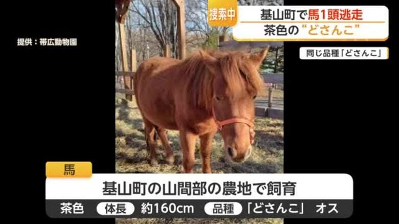 【速報】「馬が近くにいる」19日に基山町から逃げ出した馬を福岡・筑紫野市で無事捕獲【佐賀県】｜FNNプライムオンライン