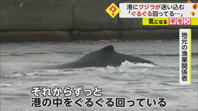 「ぐるぐる回ってる」港に体長5m超の“クジラ”迷い込む　出入り口が狭く出られなくなったか　北海道・釧路町｜FNNプライムオンライン