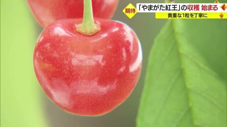 苦労乗り越え実った貴重な一粒…大玉サクランボ「やまがた紅王」の収穫スタート　6月18日から23日にピーク【山形発】｜FNNプライムオンライン