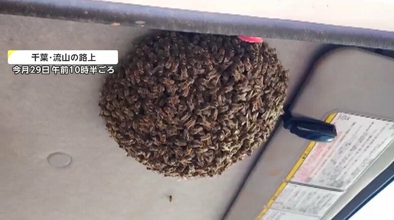 【珍現象】車の中に約500匹のハチ集結！わずか数分でシャンデリアのような巣が…原因は驚いた女王バチ？｜FNNプライムオンライン
