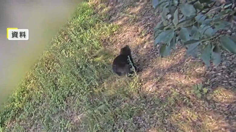 各地でクマ被害相次ぐ　青森で「ネコに餌やろうと」した男性が襲われけが　秋田ではランニング中の男性が…東京でも渓流釣りの男性が襲われる｜FNNプライムオンライン