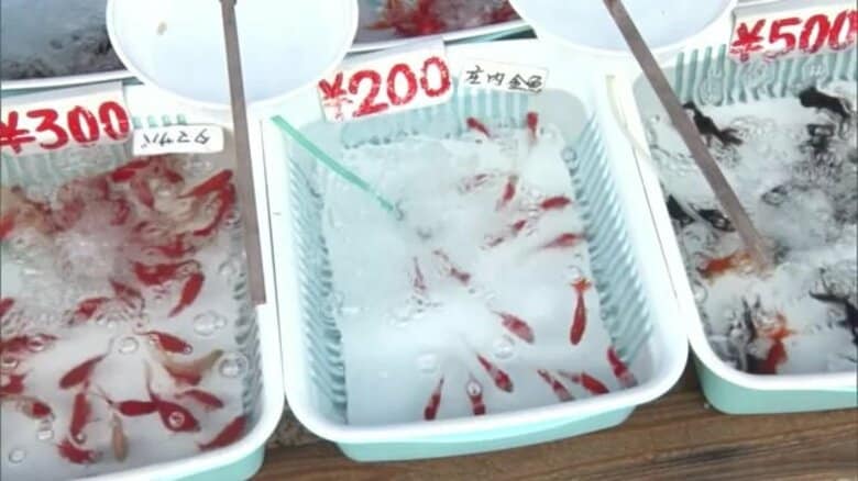 涼しさ感じる「しょうない金魚まつり」 庄内町特産の「庄内金魚」など15種類の金魚販売も…愛好家たちが熱心に品定め【山形発】｜FNNプライムオンライン