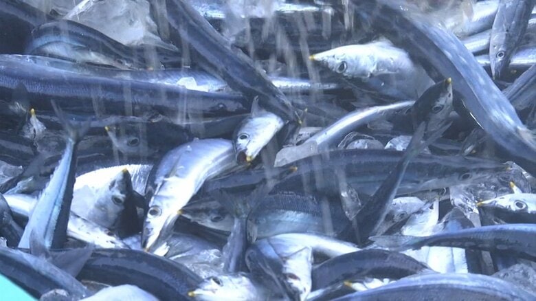 【速報】サンマの漁獲量に新ルール導入 国際会議で合意 15万トンから13.5万トンに削減｜FNNプライムオンライン