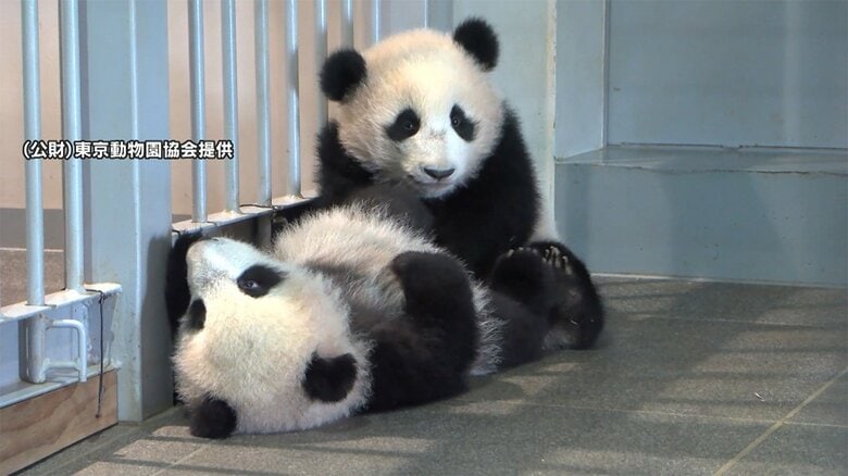 【速報】感染防止で上野動物園閉園も、双子パンダの一般公開は当選者のみ入園可　12日～14日の3日間｜FNNプライムオンライン