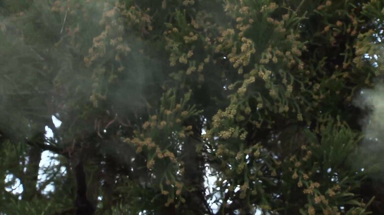 例年より約1カ月も早く…スギ花粉が飛び始め調査開始以来最も早い飛散　早めに花粉症予防対策行うよう呼びかけ　東京都｜FNNプライムオンライン