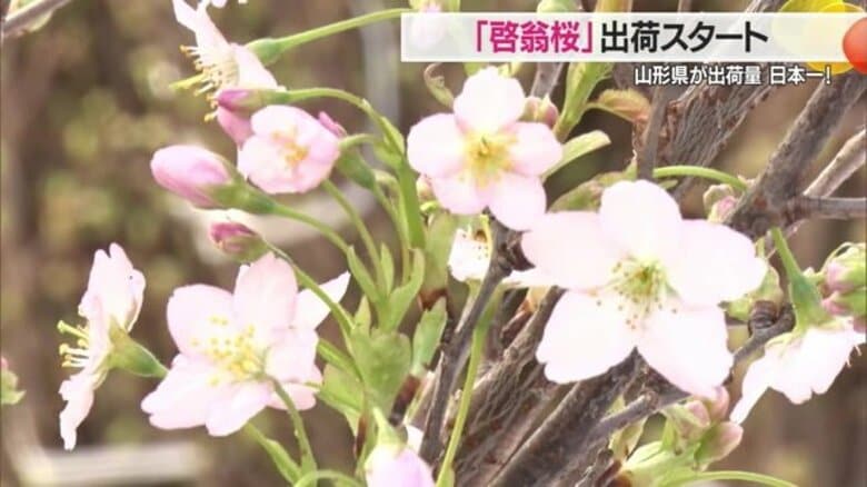 冬に花を咲かせる「啓翁桜」　出荷量日本一の山形から関東圏へ出荷始まる【山形発】｜FNNプライムオンライン
