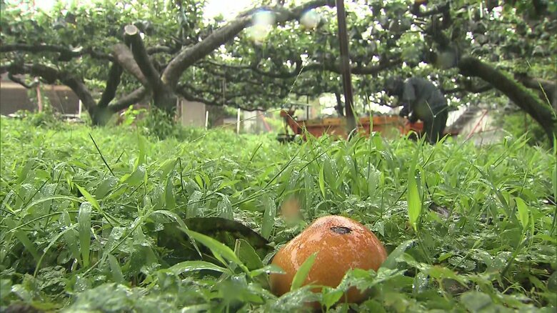 【台風10号の影響】2000個の梨が落下した観光農園　スーパーの商品も3割減【長崎発】｜FNNプライムオンライン