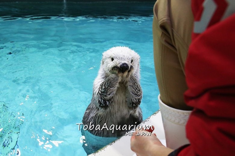 提供:鳥羽水族館
