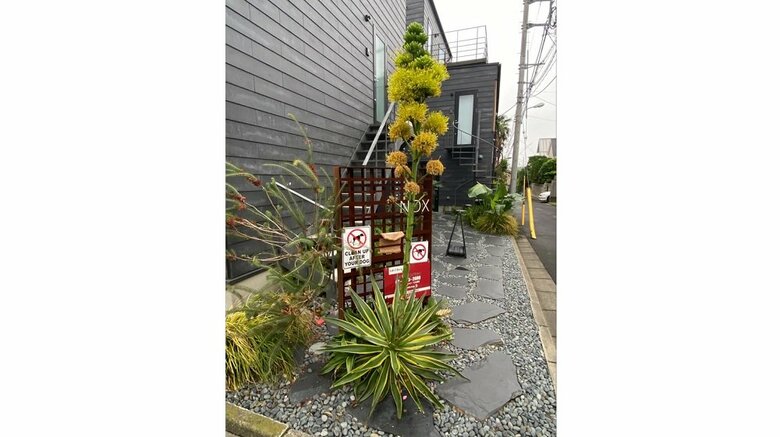 5月19日撮影　下の方の花はしおれ始め、上部へと開花が進む