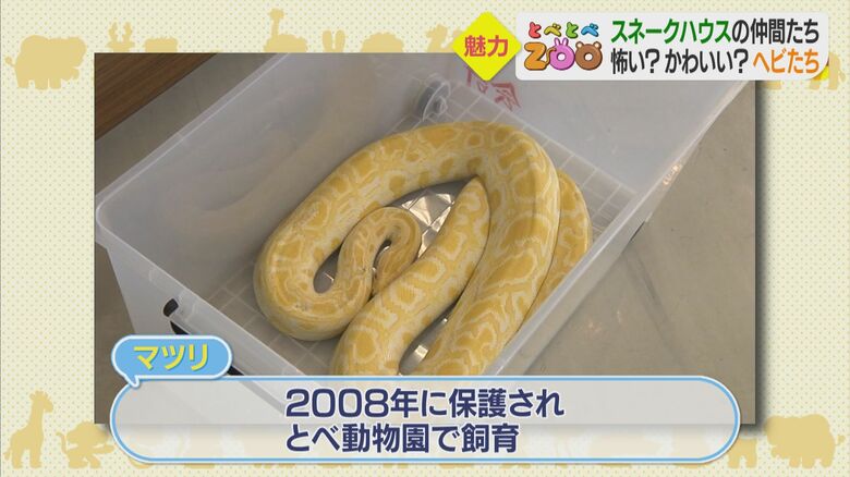 過去には脱走の経験も