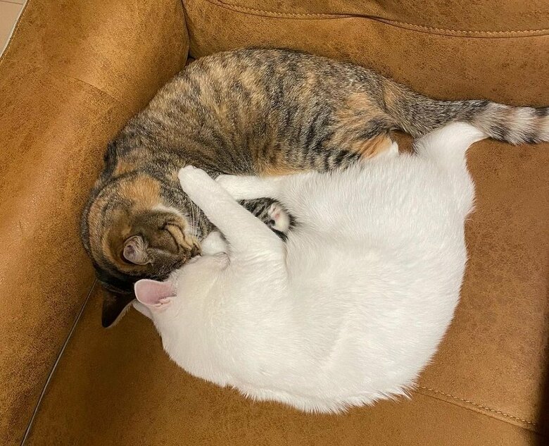 ぴったり向かい合ってぐっすり