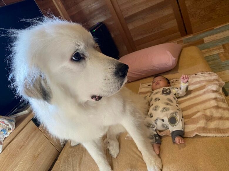 こんなにも大きさが違う