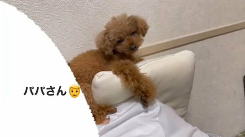 パパさんの肩の上で寝ようとする様子も