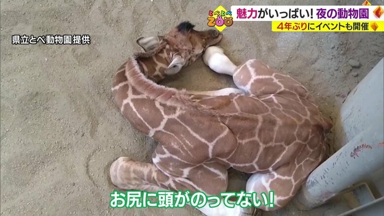 県立とべ動物園提供