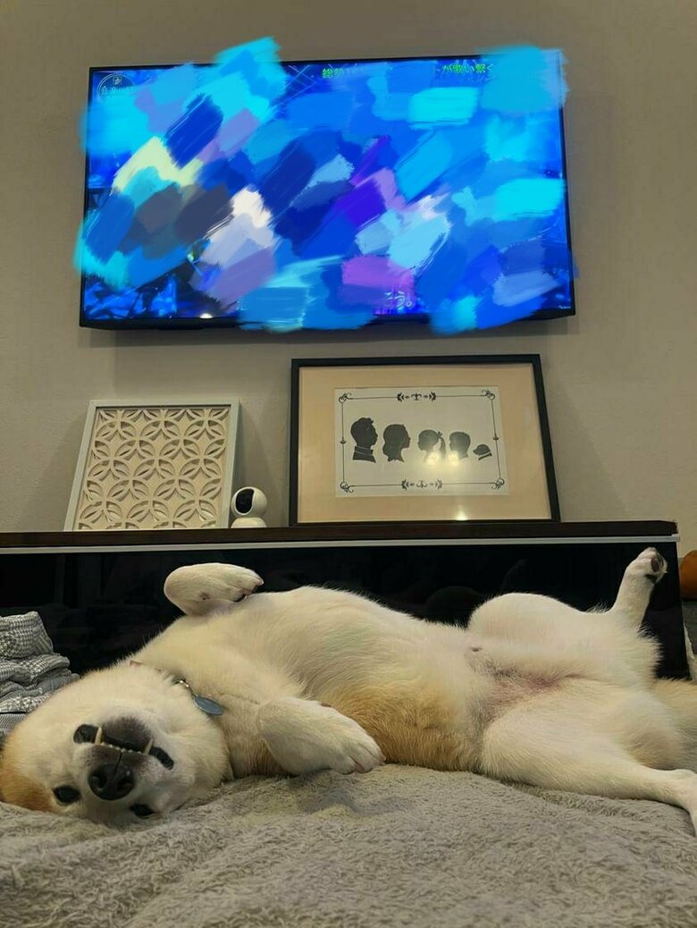 テレビを見る飼い主にへそ天でアピール（提供：柴犬 sasuke_紗助さん）