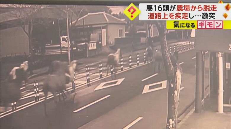 馬が道路上を疾走