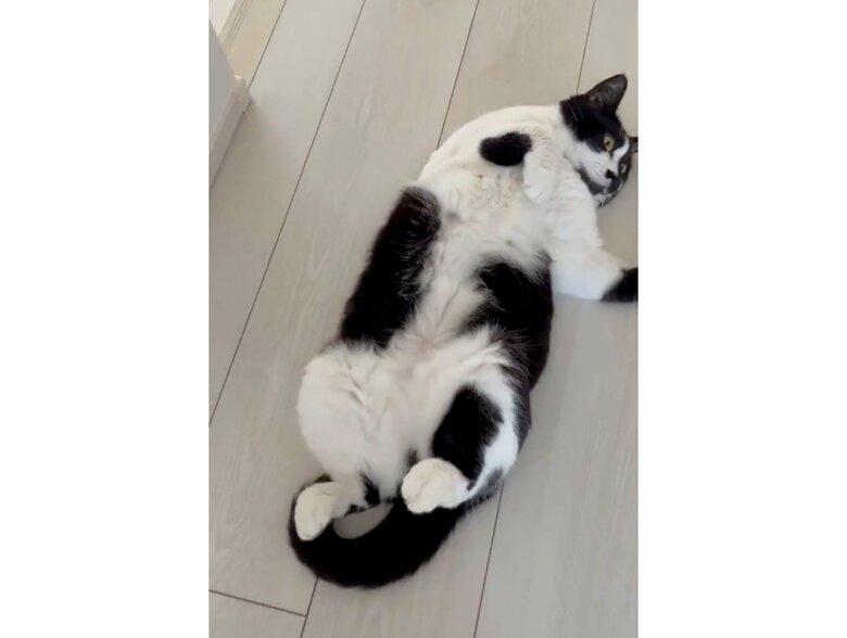 モフられる準備をして待っていたトンちゃん（提供：卵山玉子先生）