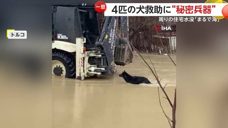 無事に救助された全頭