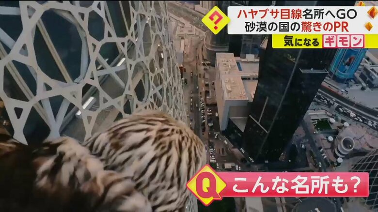 ドローンではなく、ハヤブサの背中からカタールの観光名所を撮影