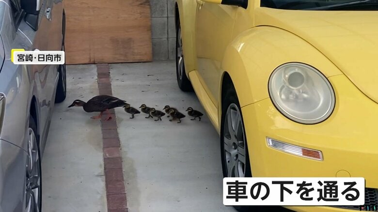 宮崎・日向市の住宅街に現れたカルガモの親子