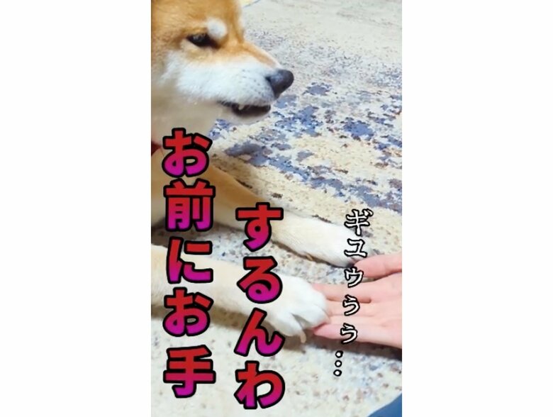 提供：柴犬スティーブch【コーギーと猫を添えて】さん