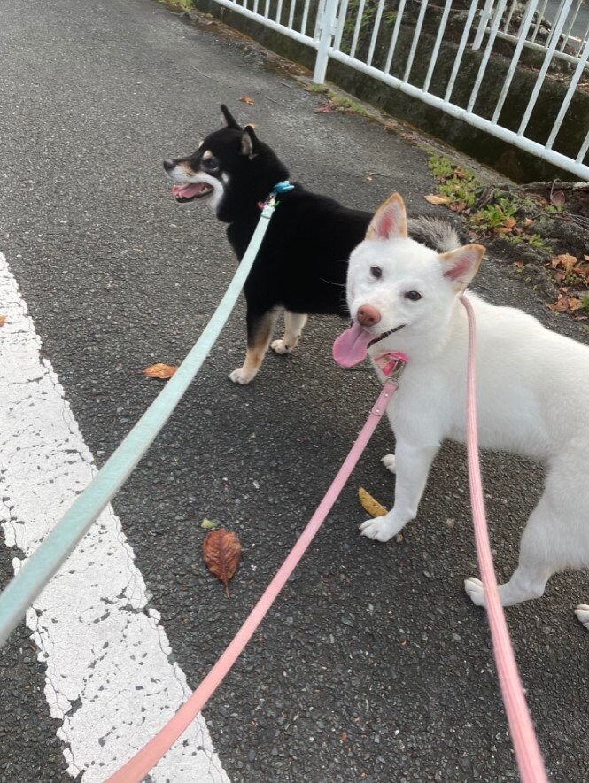 提供：柴犬のくぅとそらさん