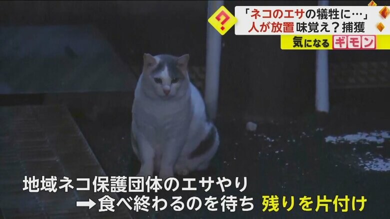 保護団体は、エサやりをした後、片付けを行っている