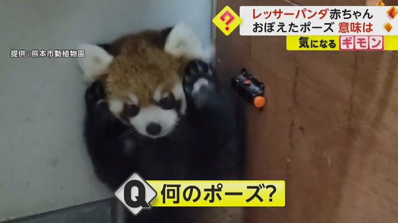 両方の前足を挙げてポーズを決めている