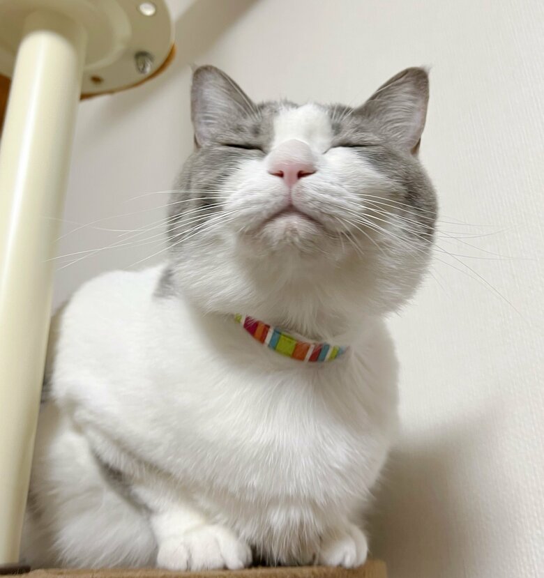 提供：いずもん/まろ様さん