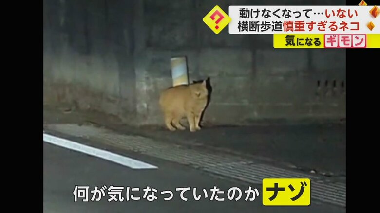 横断歩道を渡り終えると、スタスタと歩いて行った