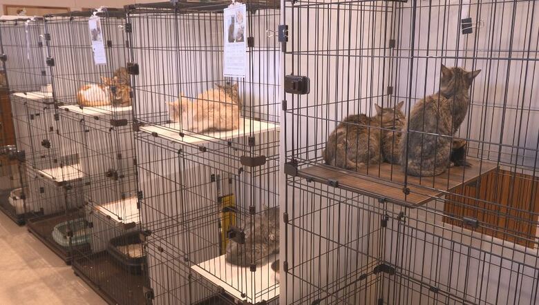 保護されたネコ　長野市動物愛護センター