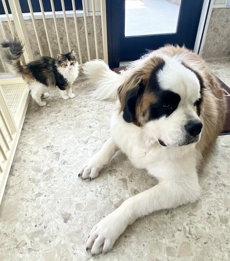 投稿画像の翌日に救出に再挑戦したノエルちゃん　ロック解除成功！