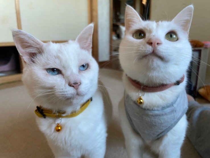 （左）ぷるちゃん　（右）リリーちゃん