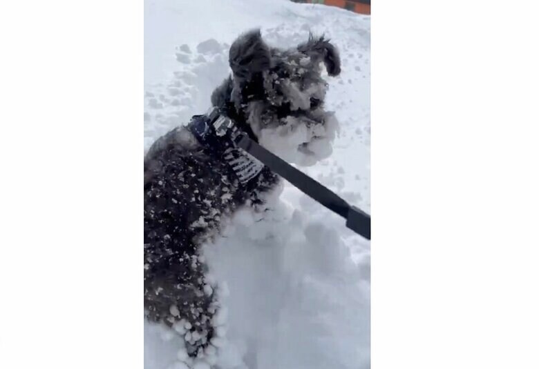 たくさんの雪玉が付いてしまった雪遊び中の様子（提供：くぅさん）