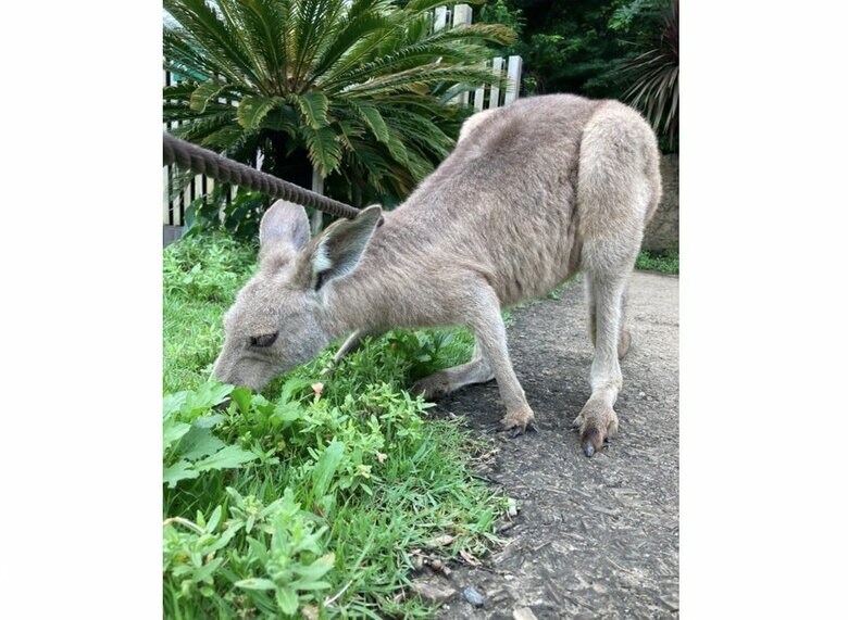 クローブ（提供：横浜市立金沢動物園）