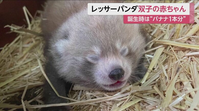 生まれて30日ぐらいは目が見えないという