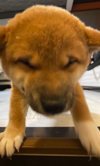 生後2ヶ月　笑顔でお出迎えしてくれました（提供：柴犬 雷吾さん）