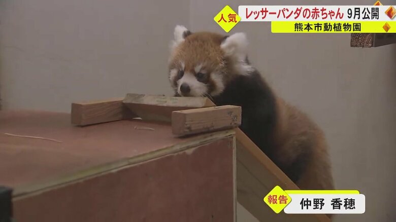 熊本市動植物園のレッサーパンダ・杏香ちゃん