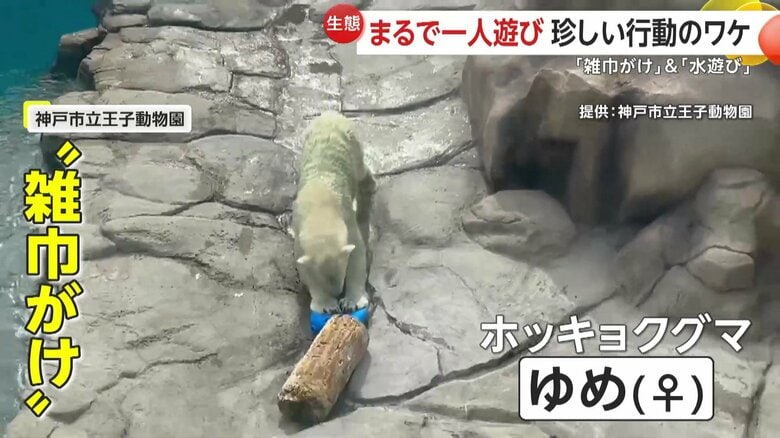 雑巾がけのように進むホッキョクグマのメス「ゆめ」