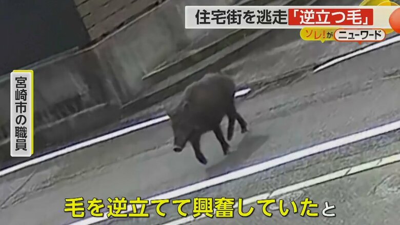 防犯カメラに映る道路を横切るイノシシの姿