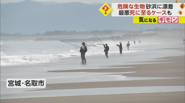 海岸で釣りをする人たち