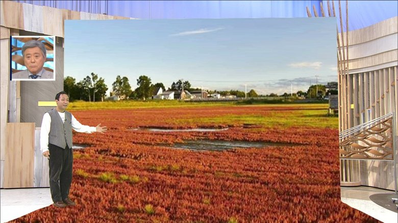 湖に赤いじゅうたん?「アッケシソウ」が見頃…秋めいてくるもゲリラ豪雨には注意を