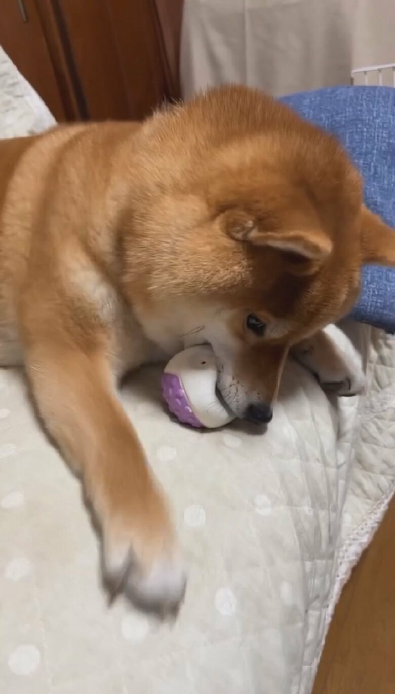 それでもきなこちゃんはボールを渡さない