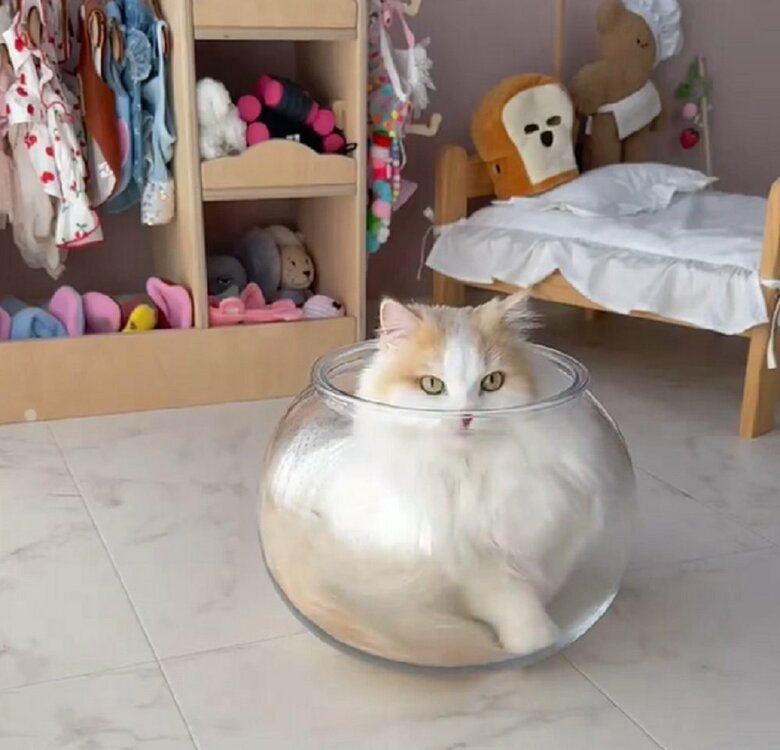 顔を出すと猫に戻る