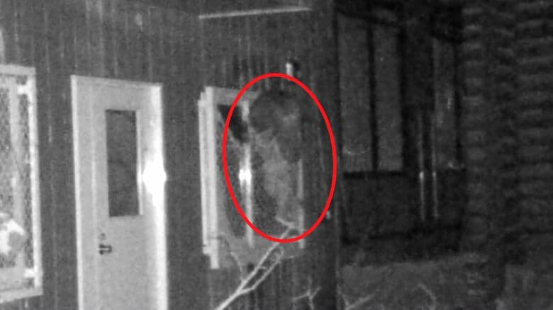 円山動物園内の施設の窓枠にクマが登り、しがみついている姿（提供：札幌市）