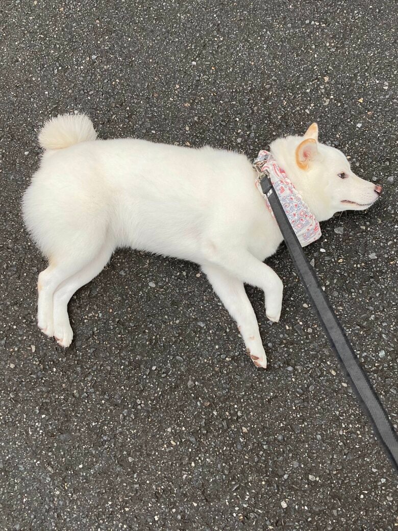 アスファルトに寝そべる雪海ちゃん