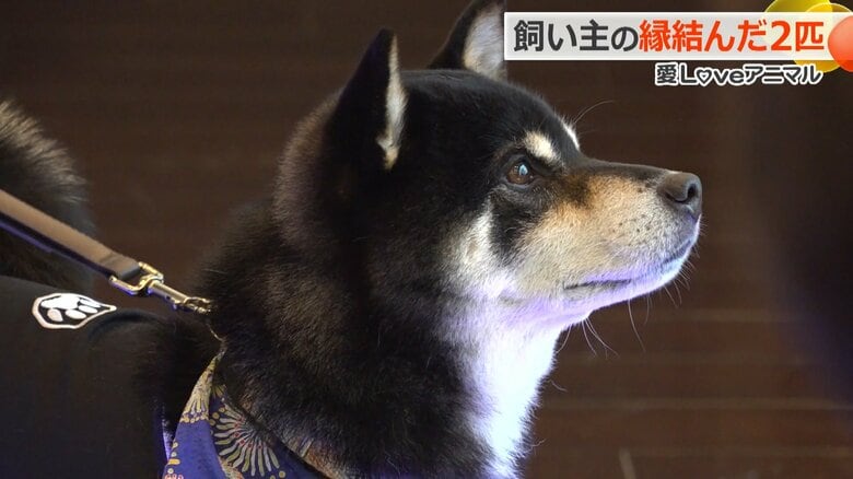 2人を見つめる新郎側の柴犬「との」
